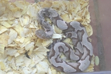 Southern Copperhead