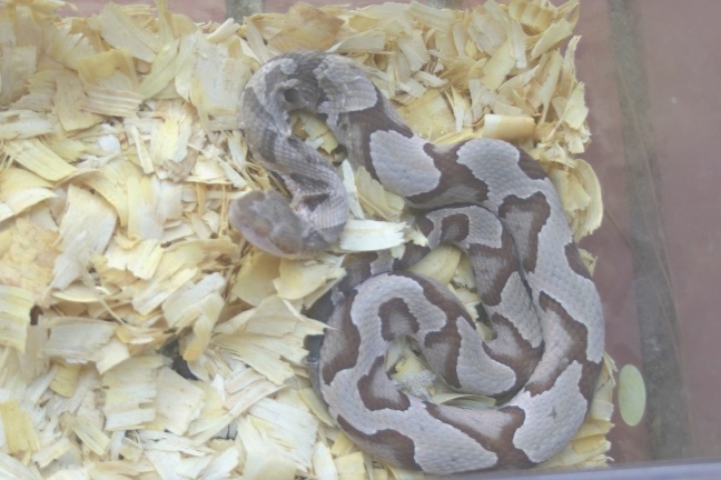 Southern Copperhead