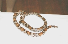 Eastern Milk Snake