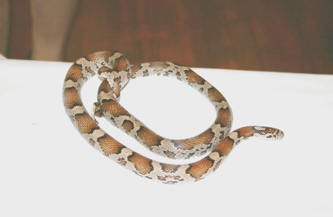 Eastern Milk Snake