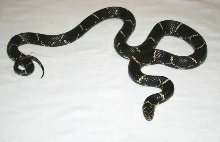 Pitt Co. Eastern Chain king