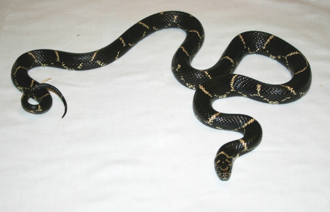 Pitt Co. Eastern Chain king