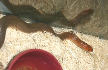 Red Spotted Beaked Snake