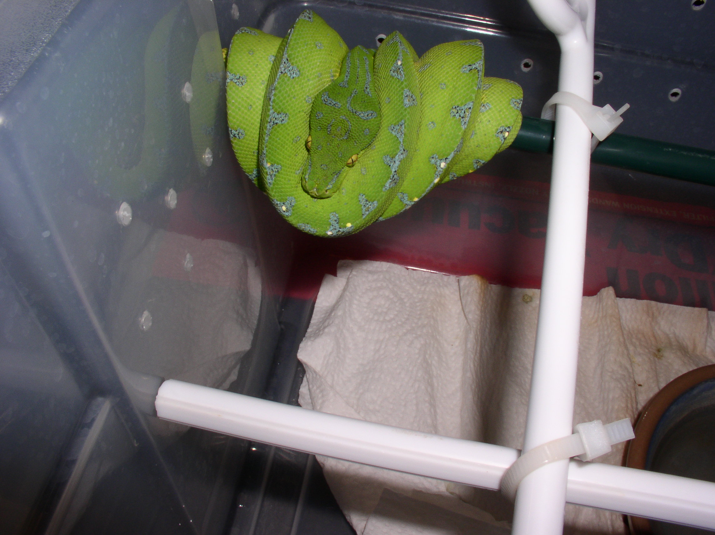 Manakwari Type GTP