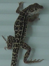 Long-nosed Leopard Lizard