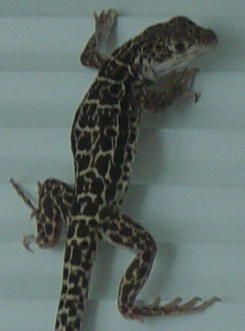 Long-nosed Leopard Lizard