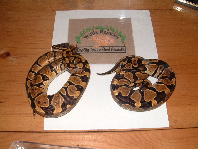 2005 Het Ghost males