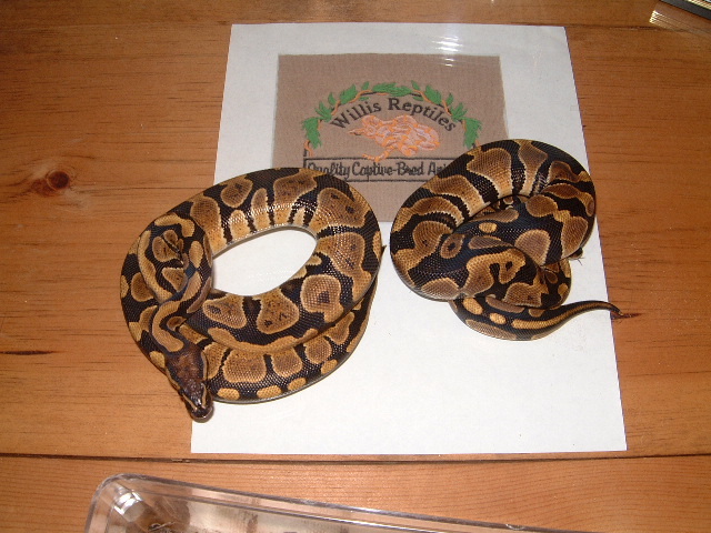 2005 Het Ghost males