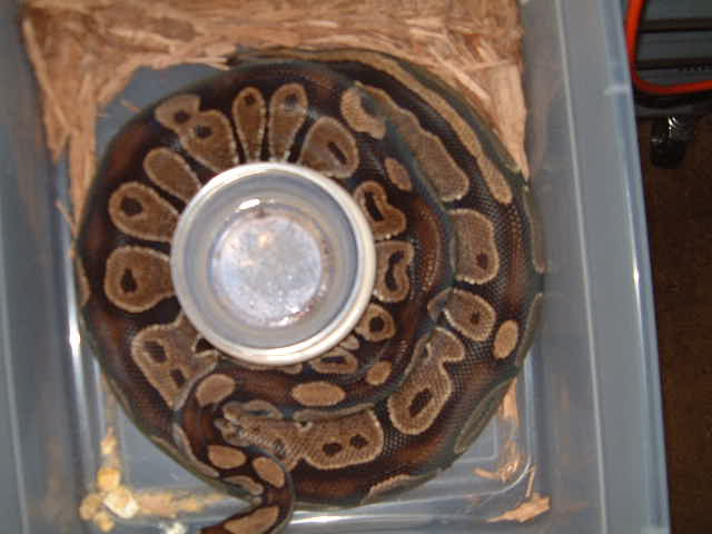 Gravid Girl 2007-08 season
