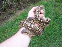 Sanzinia Pair