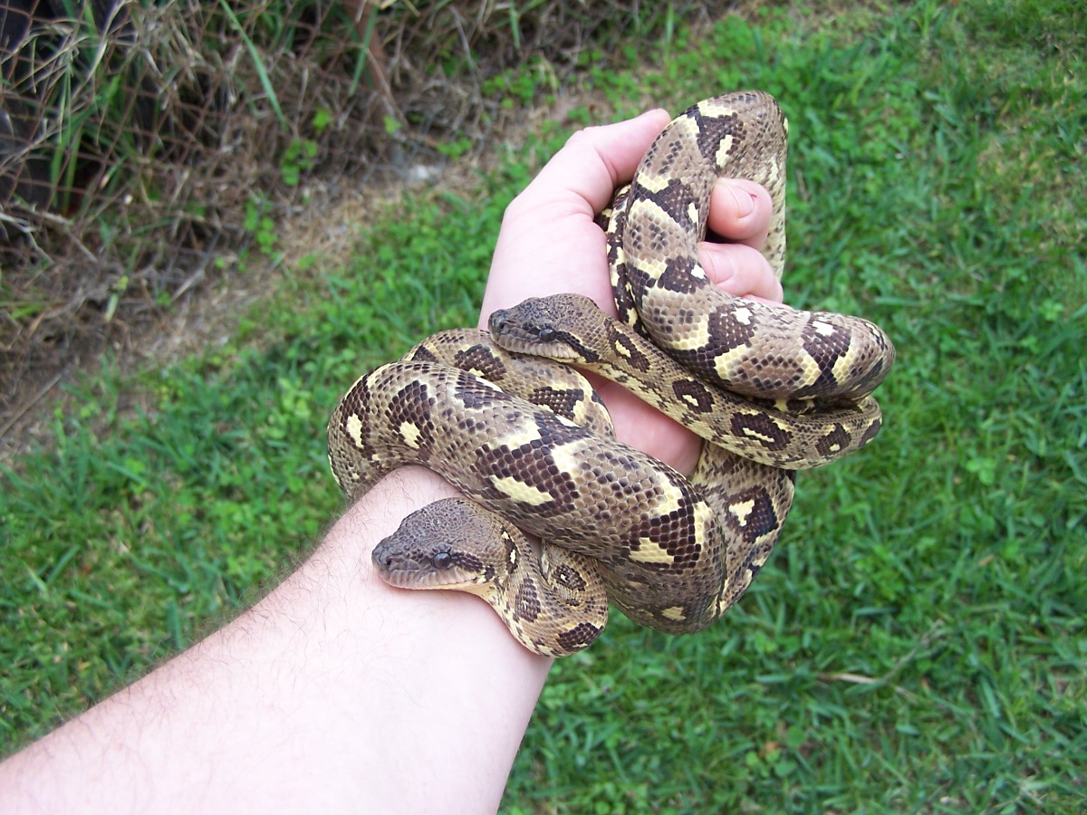 Sanzinia Pair