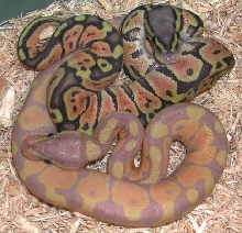 Banana & Hypo pastel