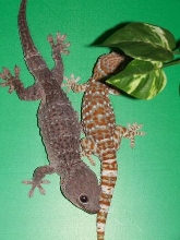 Big Black & female