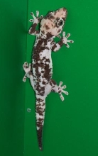 Calico Female Tokay
