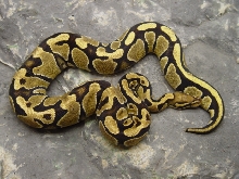 06FVanilla