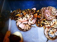 Firefly yellowbelly X Bumblebee 2