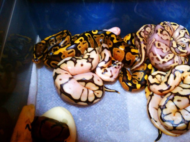 Firefly yellowbelly X Bumblebee 2