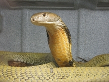 King Cobra