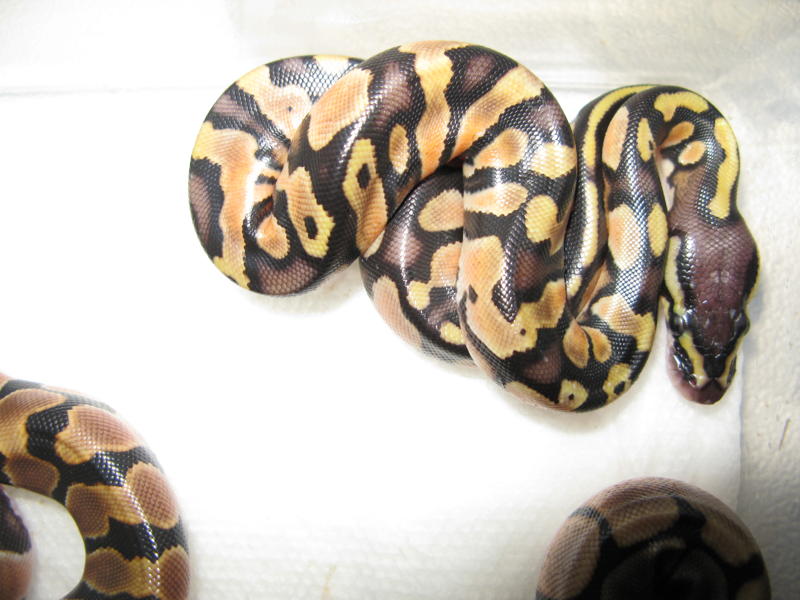 Pastel Orange Dream