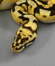 demon headed bumblebee