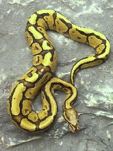 Male Super Vanilla