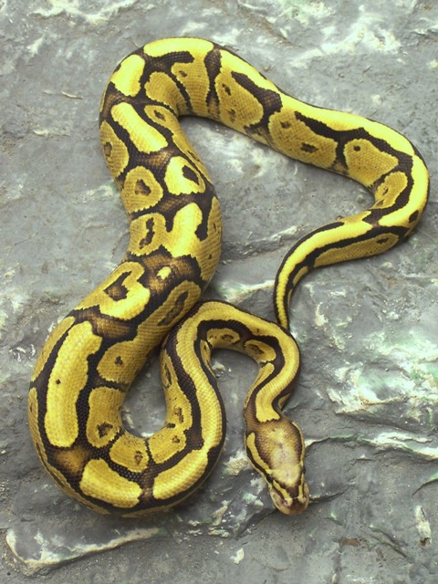 Male Super Vanilla