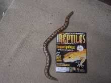 Kenya Sand boa