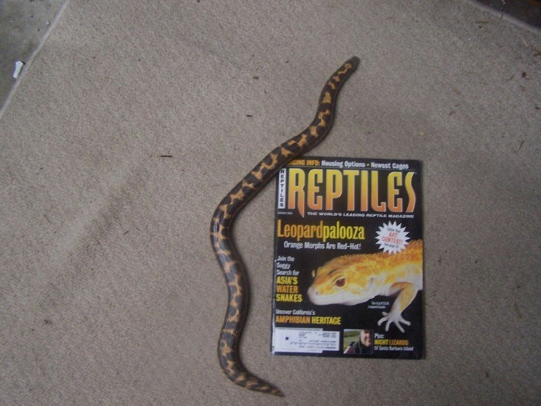 Kenya Sand boa
