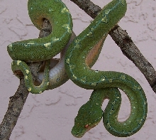 Lereh GTP