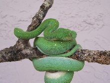 manakwari3