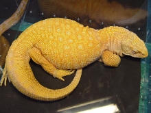 BHB's albino savanna