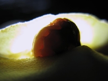 Egg Tooth