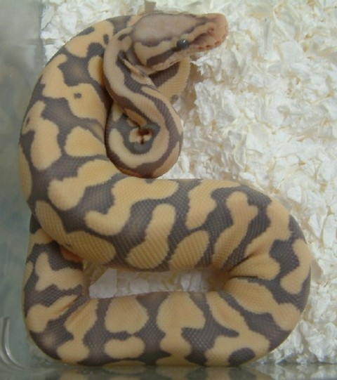 PastelCaramelDesertGhost