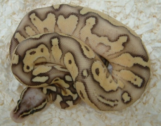 super pastel butter