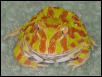 Lazy My Albino Pacman