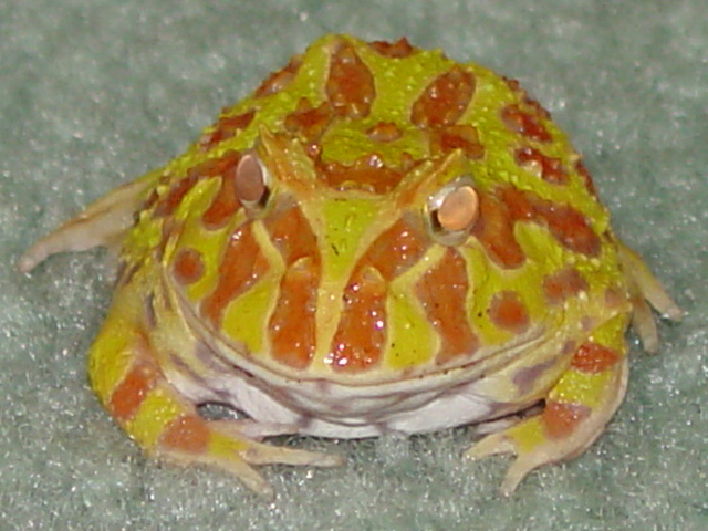 Lazy My Albino Pacman