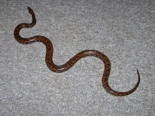 Sssss