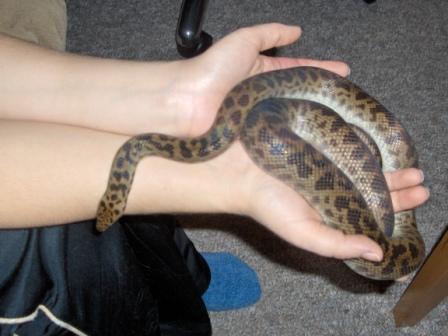 Big Boy