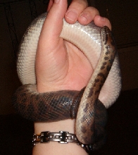 Snake wrap