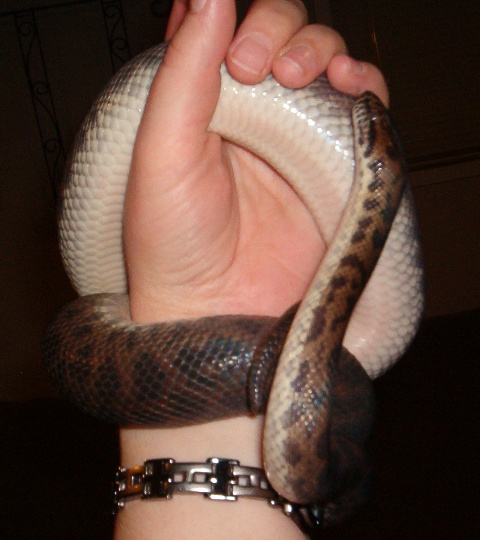 Snake wrap