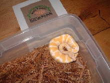 Albino Ball female