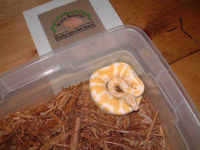 Albino Ball female