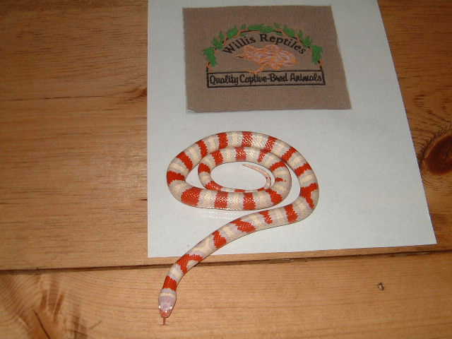 Albino Ruthveni female yearling