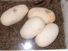 Albino Male to H.Alb female ball python Eggs