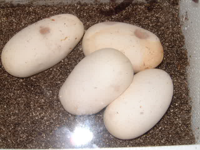 Albino Male to H.Alb female ball python Eggs