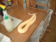 female albino ball