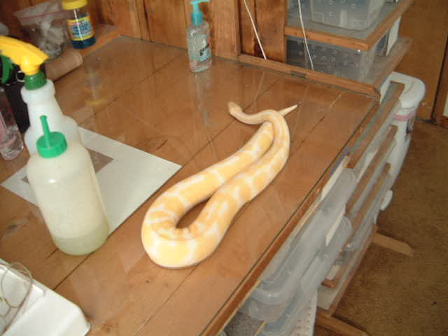 female albino ball