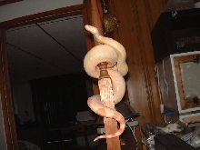 Albino boa female