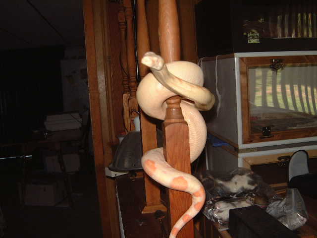 Albino female boa