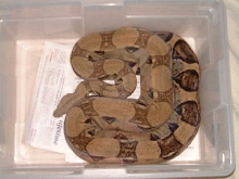 Anery female